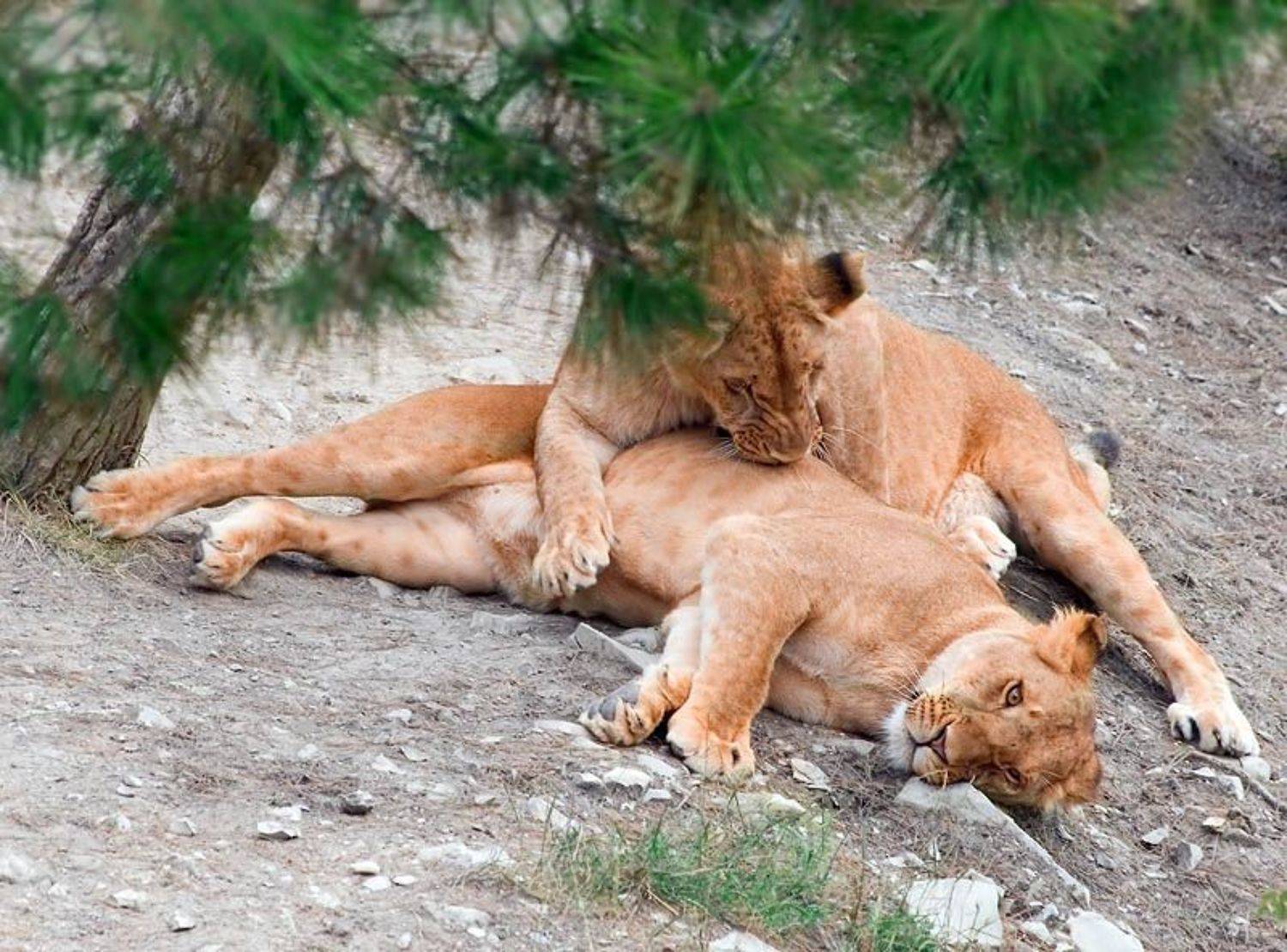 тигры, животные, кошки, сафари, геленджик, Алексей Баяндин