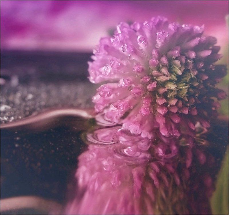 ......my violet..... фото превью