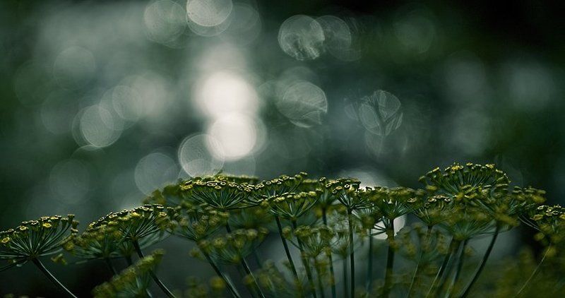 из снов укропа... фото превью