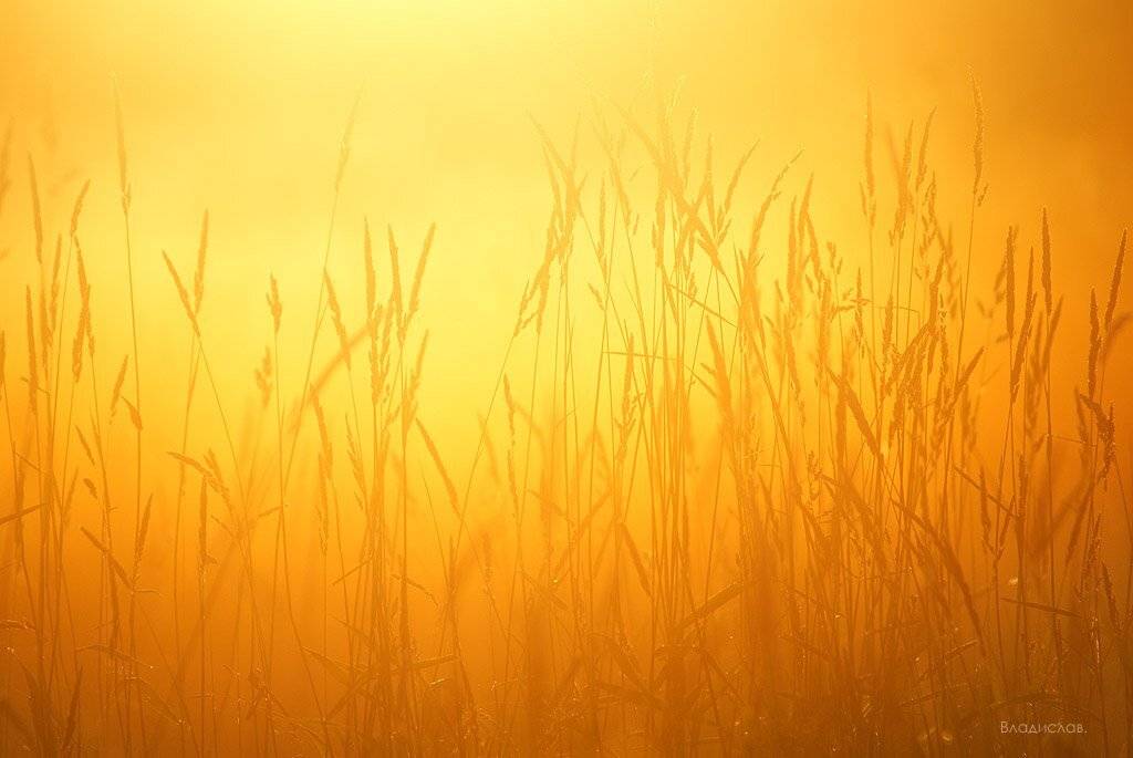 , Владислав.