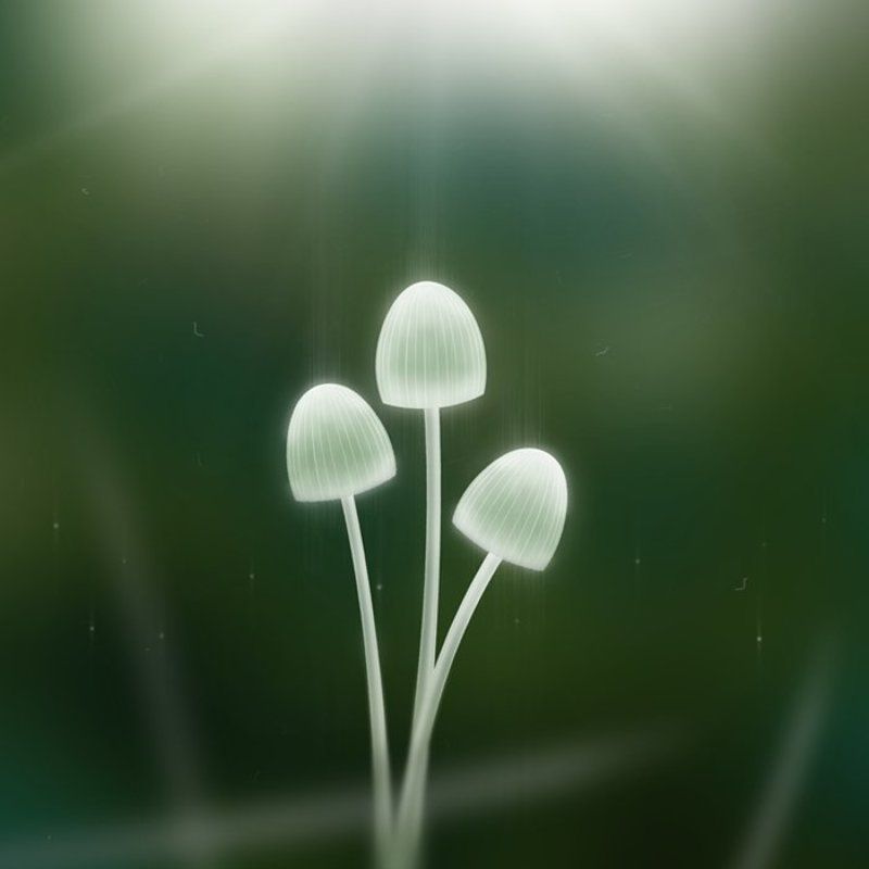 mushrooms, грибы, свет Mushrooms фото превью