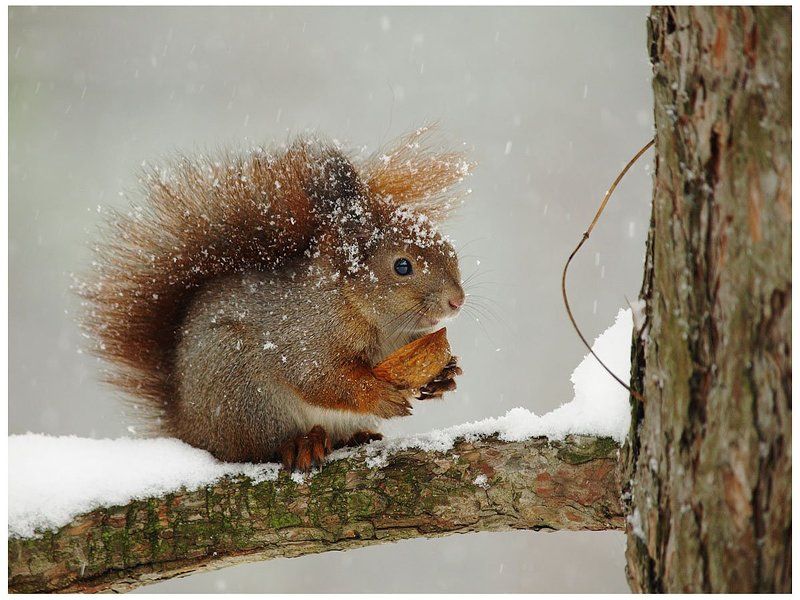 зима, снег, белка  фото превью