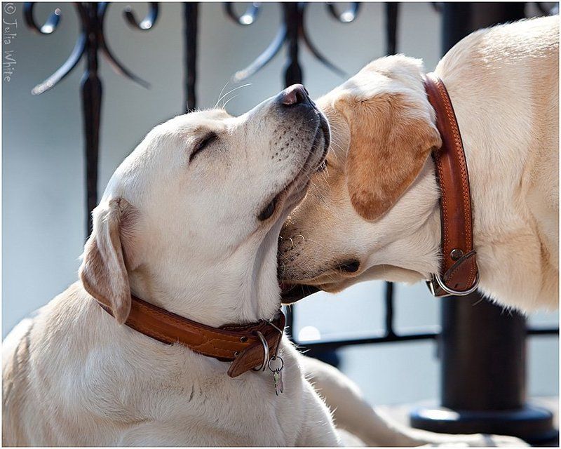 собака, лабрадор, dog Лабрики фото превью