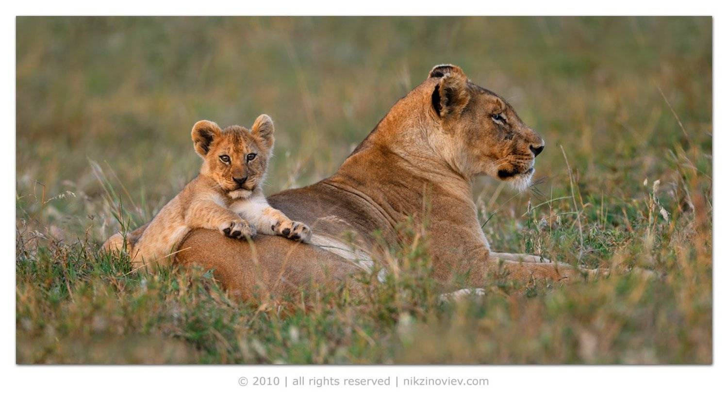 африка, лев, львенок, дикие, животные, танзания, николай, зиновьев, Николай Зиновьев