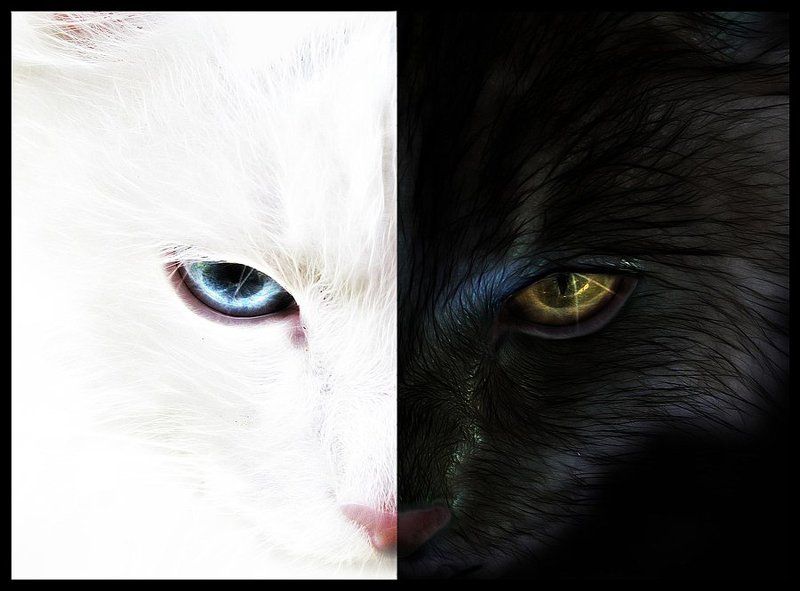 duality, dark, light duality фото превью