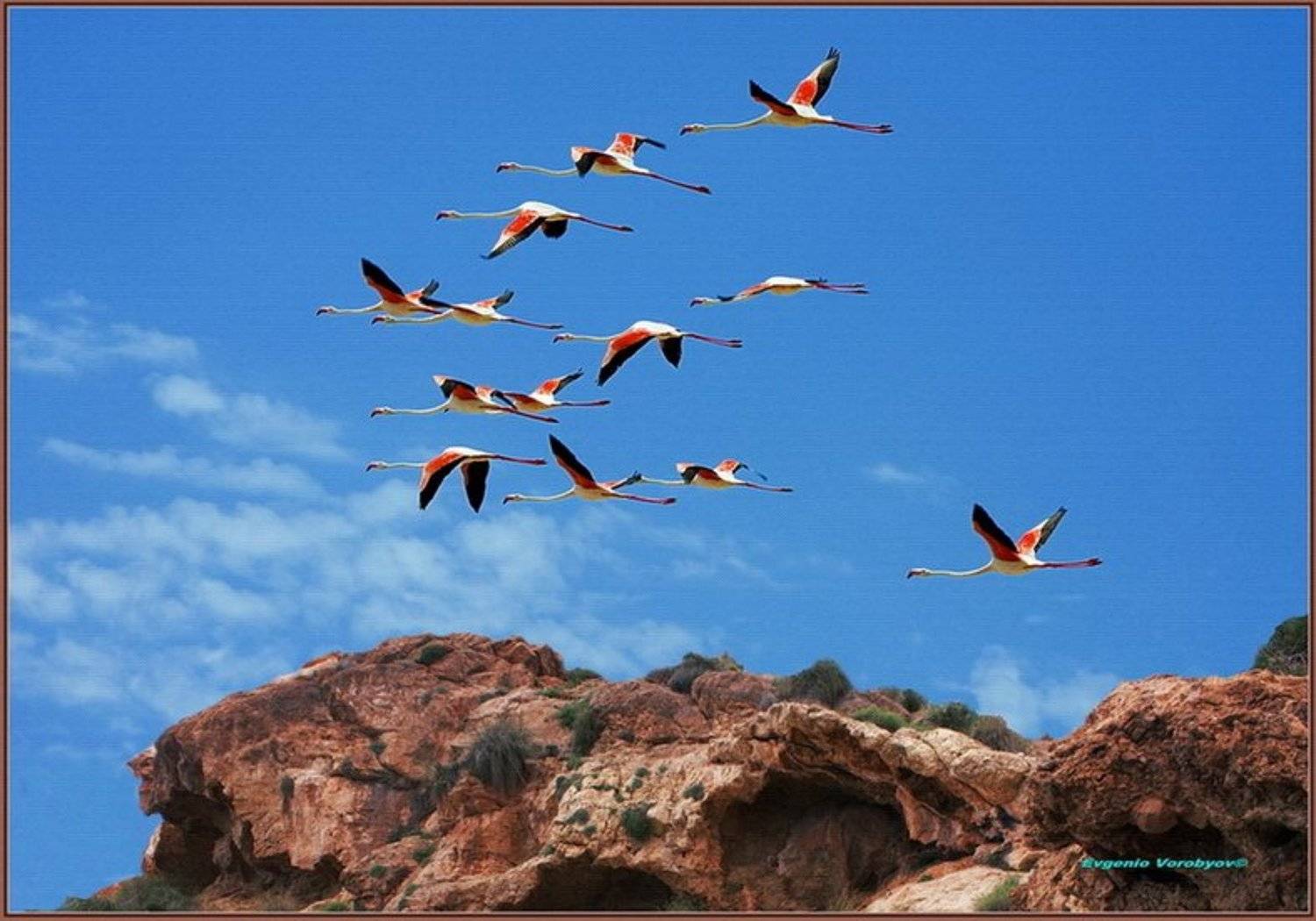 фламинго, скалы, Evgeniy Vorobyov
