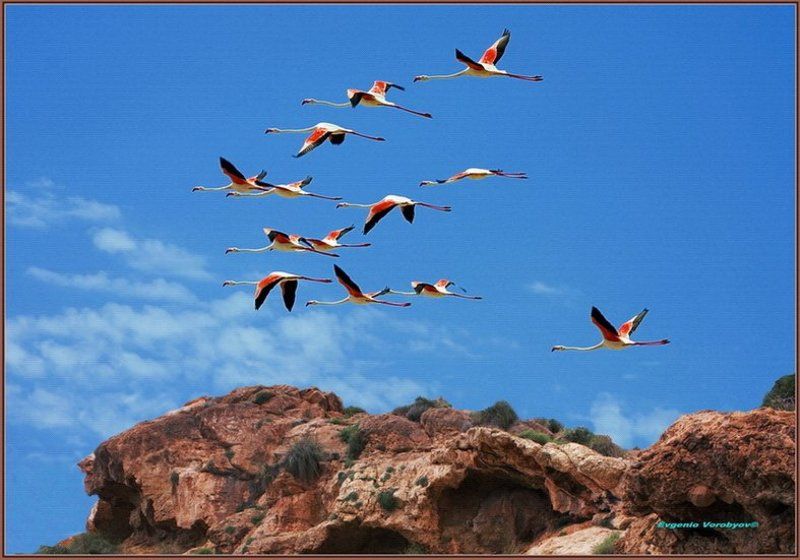 фламинго, скалы Летят перелетные птицы фото превью
