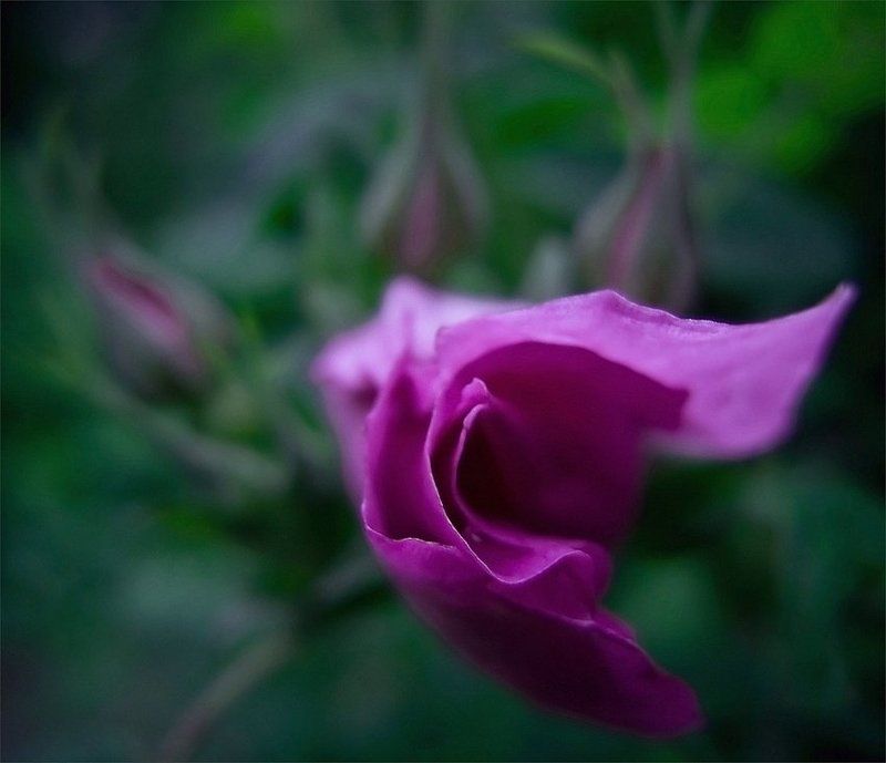 .....укутываясь в ее бархат...... фото превью