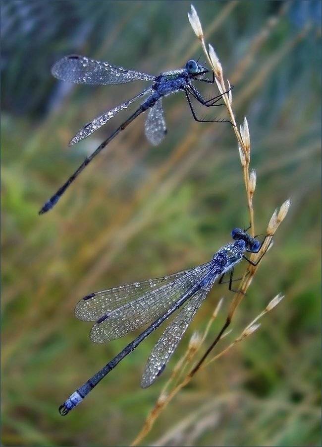 макро, стрекоза, роса, утро, Ольга Хлуднева