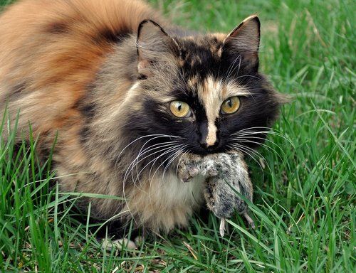 Семь утра. Кто рано встаёт, тому..