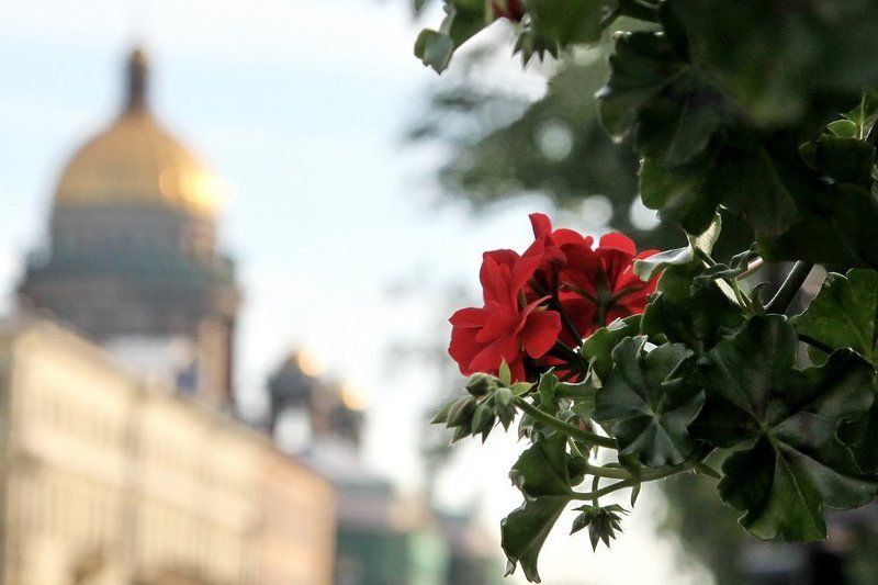 санкт-петербург, питер, кулешов евгений, Один час по Питеру... фото превью
