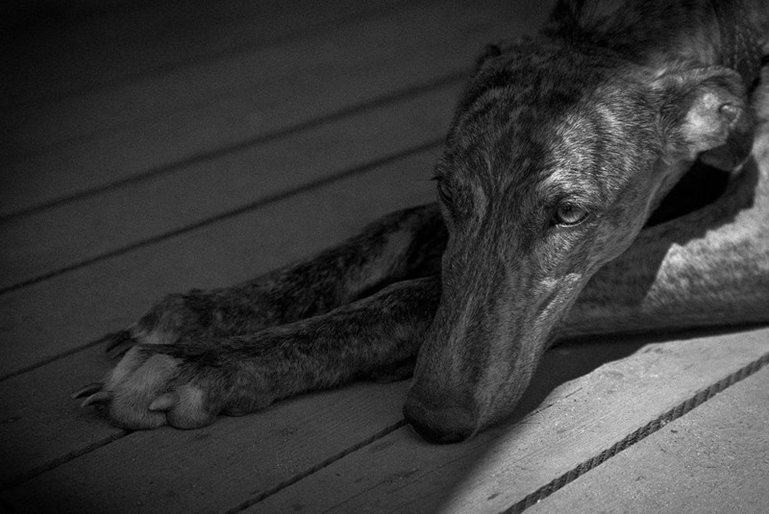 животные, пёс, собака, грусть, ожидание, b/w, Тигров