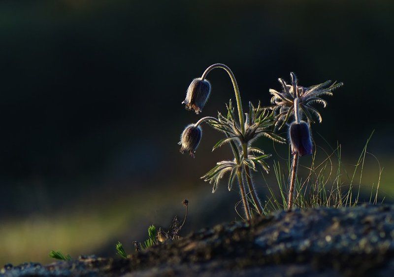 сон-трава,цветы И на камнях растут цветы... фото превью