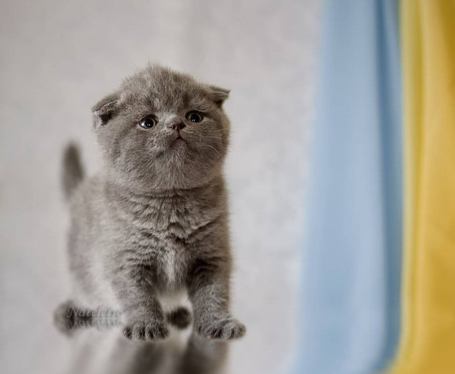 шотландский, вислоухий, котик, Nateletro