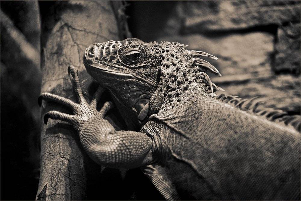 ..., Борис Пирог