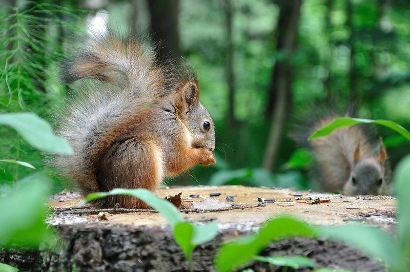 Беличья трапеза фото превью