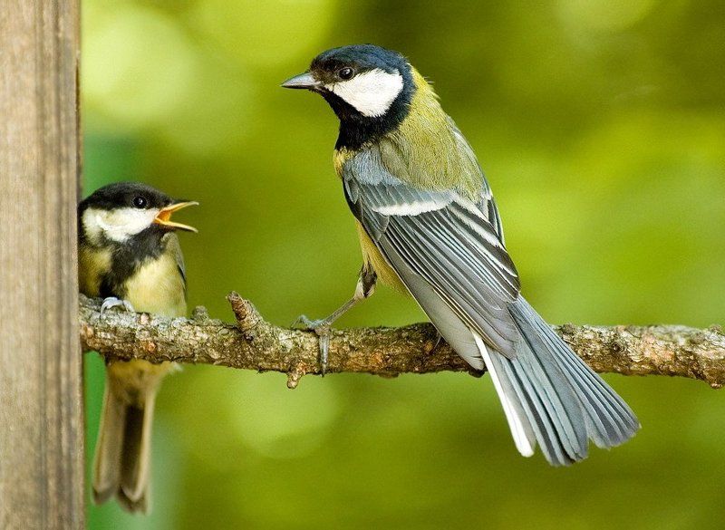 Кто дома хозяин?! фото превью
