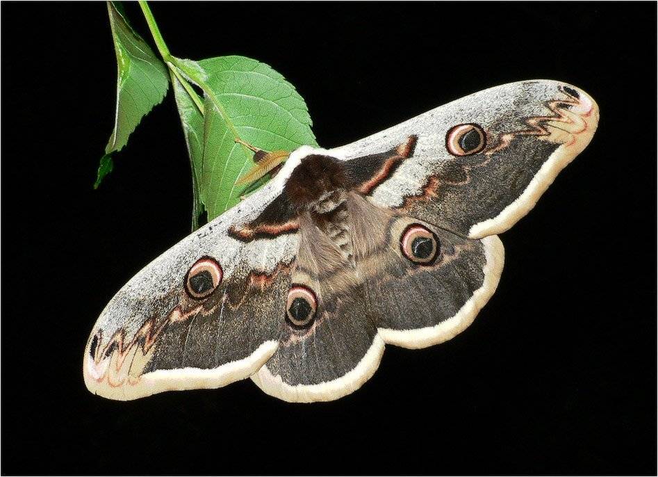 бабочка, КарОл