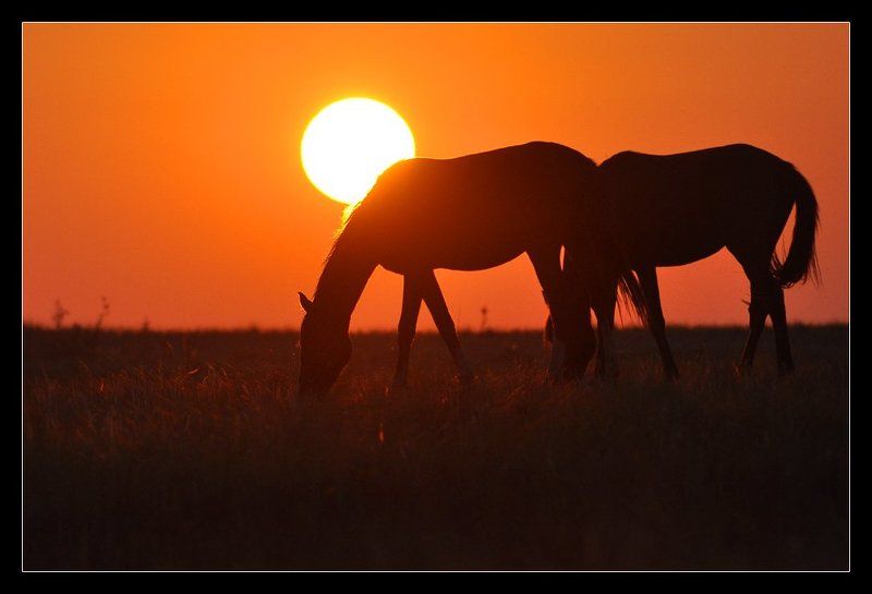 Степной закат фото превью