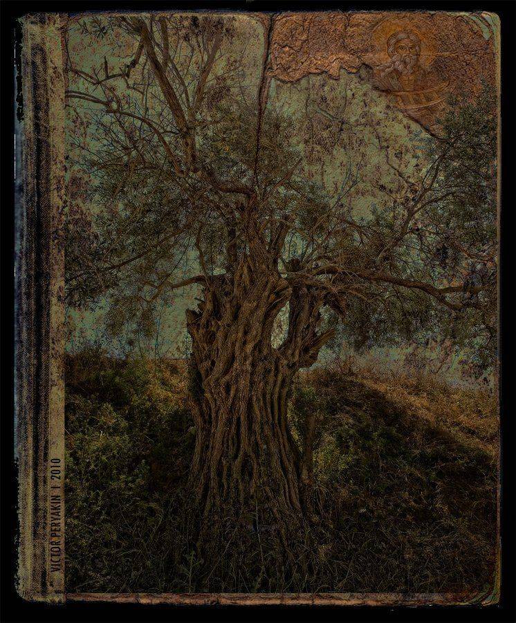 старая, олива, сказание, кипр, старина, рукопись, Виктор Перякин