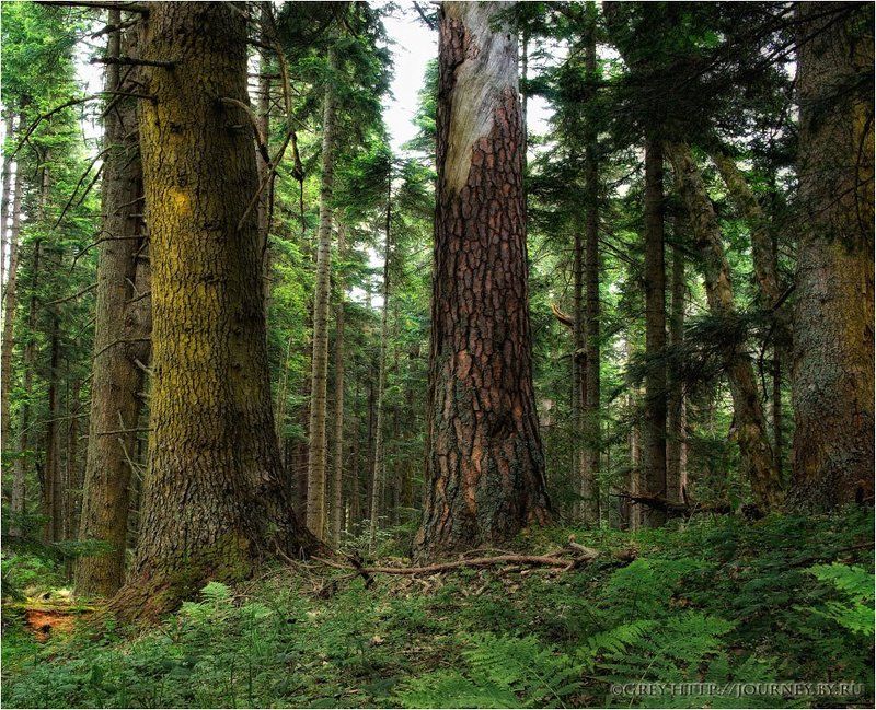 лес, чаща, деревья, заповедник, глушь Сюда не проложены дороги... фото превью