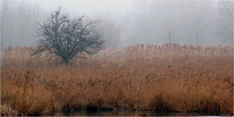 Туманное утро. фото превью