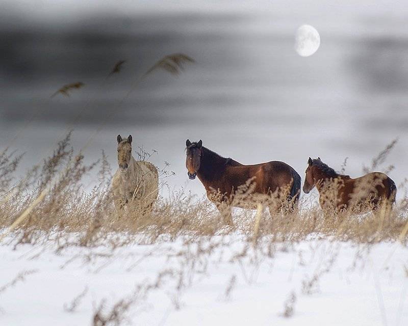 , олег сопов