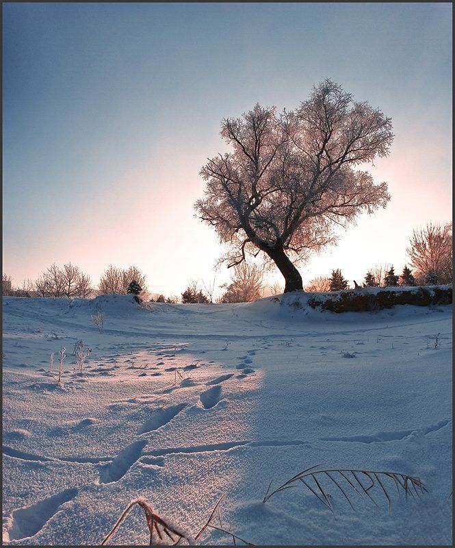 зима, мороз, утро, рассвет, солнце, холод, иний Морозный рассвет. Охлаждайтесь... фото превью