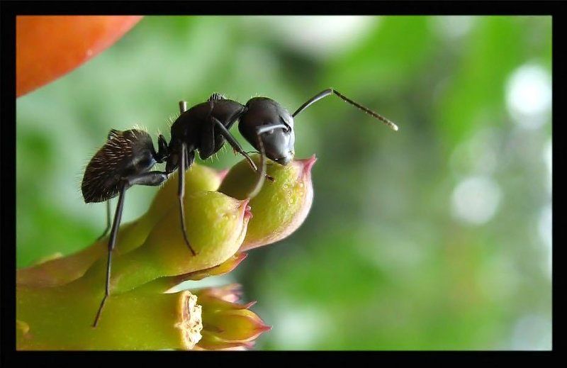 муравей фото превью