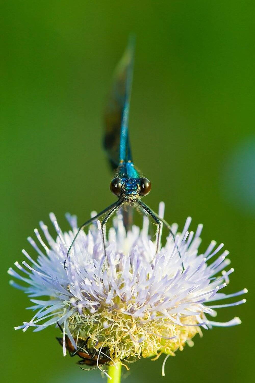 , Александр Аседач