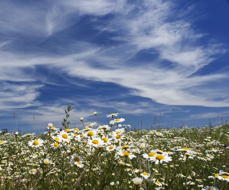 лето, июнь, пенза June фото превью