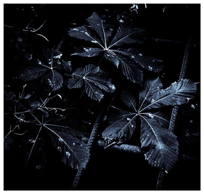 Freedom фото превью