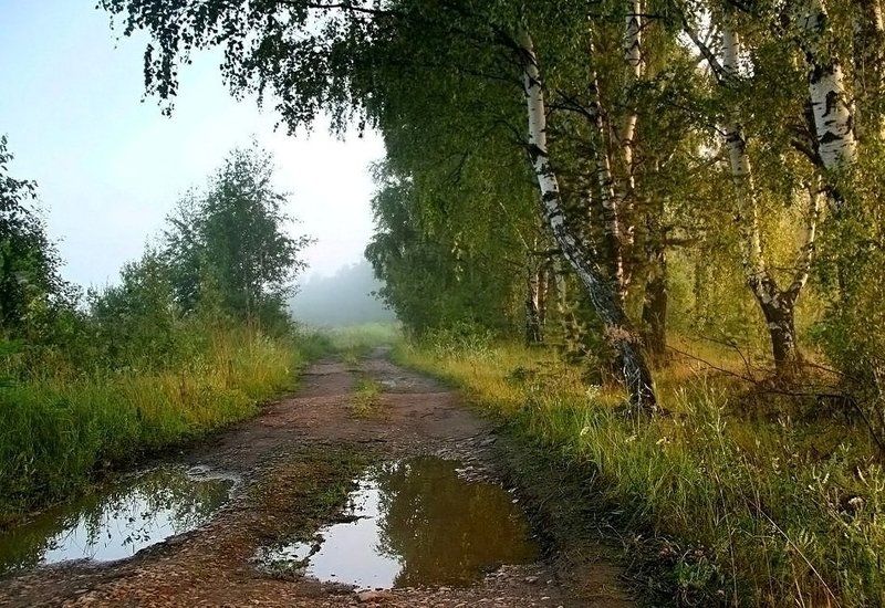 На опушке ... фото превью