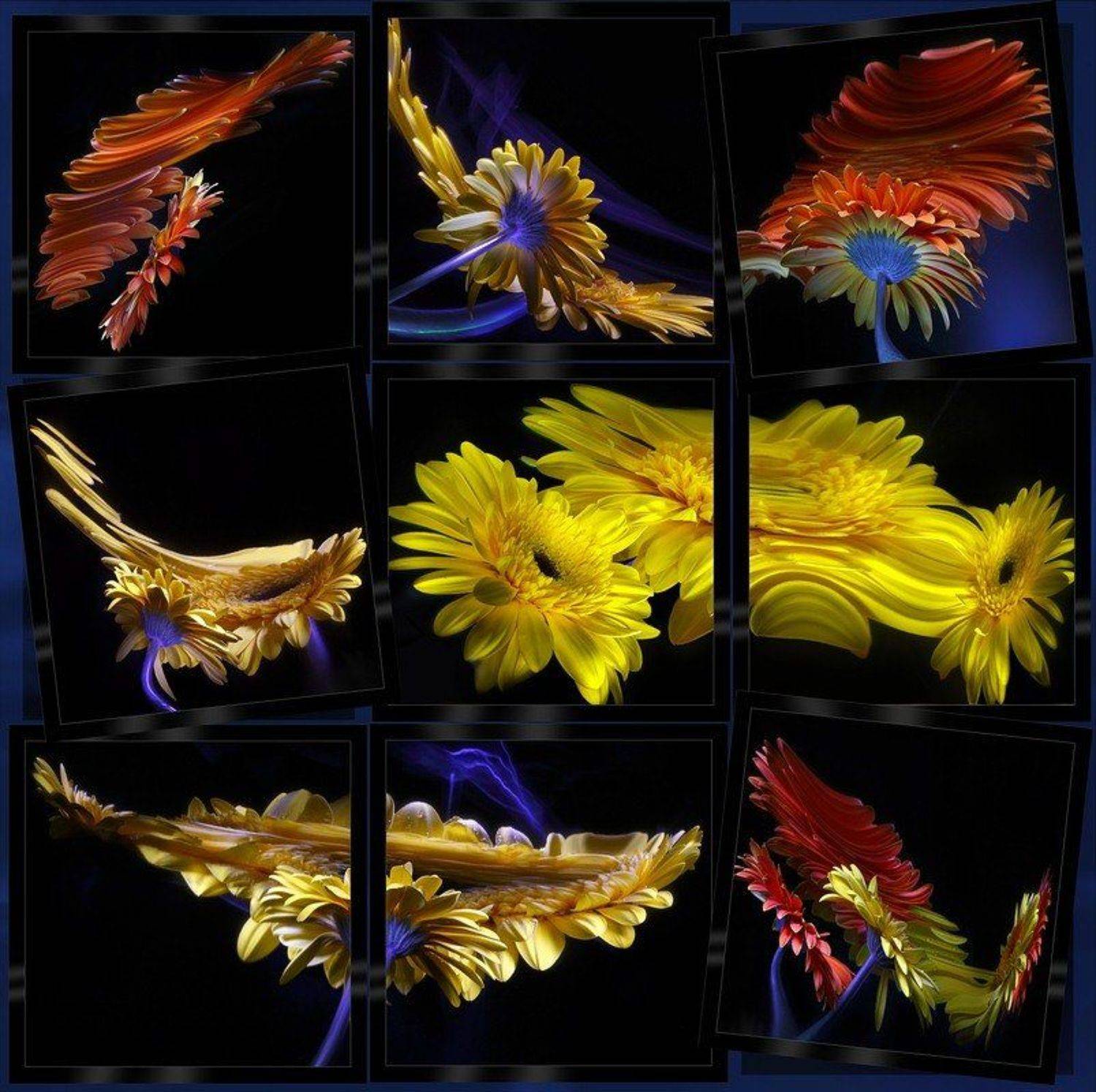 светографика, отражения, искажения, цветы, гербера, зеркало, HoryMa (ХориМа)