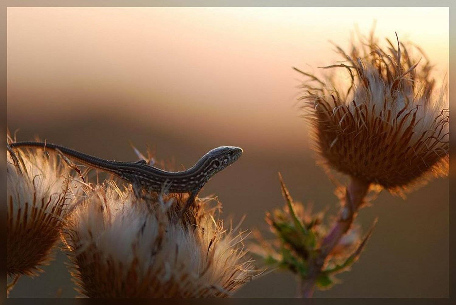 ящерица, Татьяна Аверина