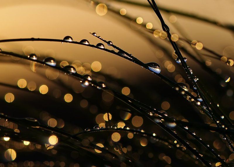 капли В закатном солнце нежно тая,играли капли на ветру... фото превью