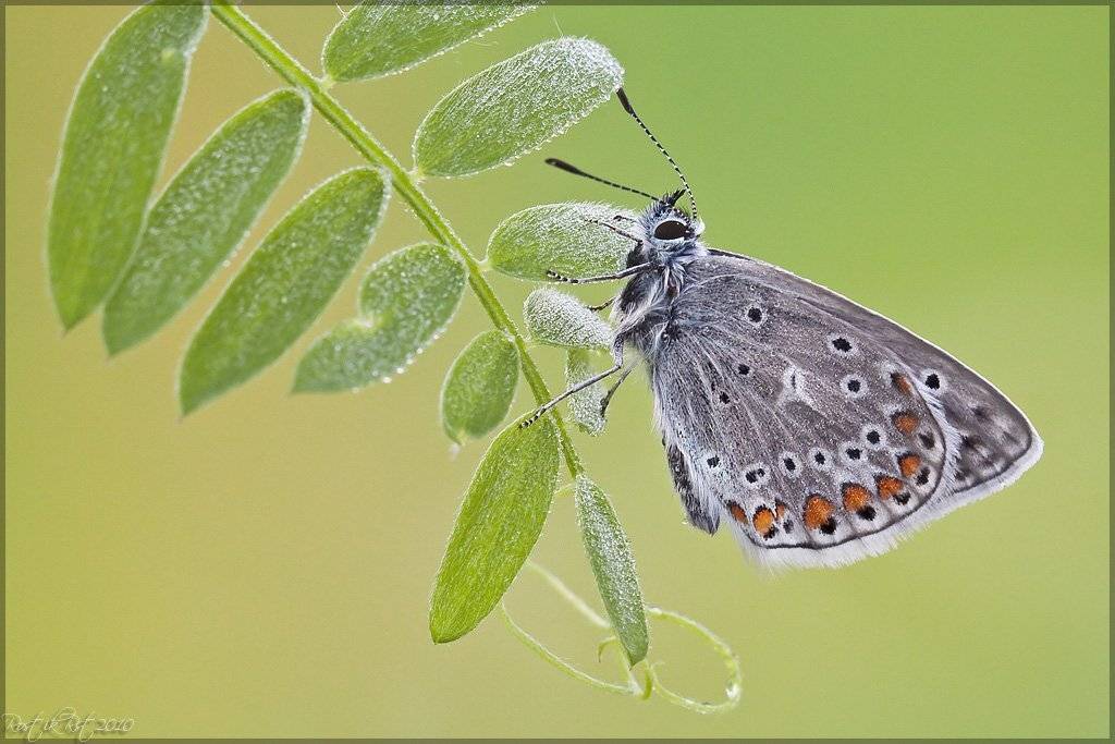 , Ростислав