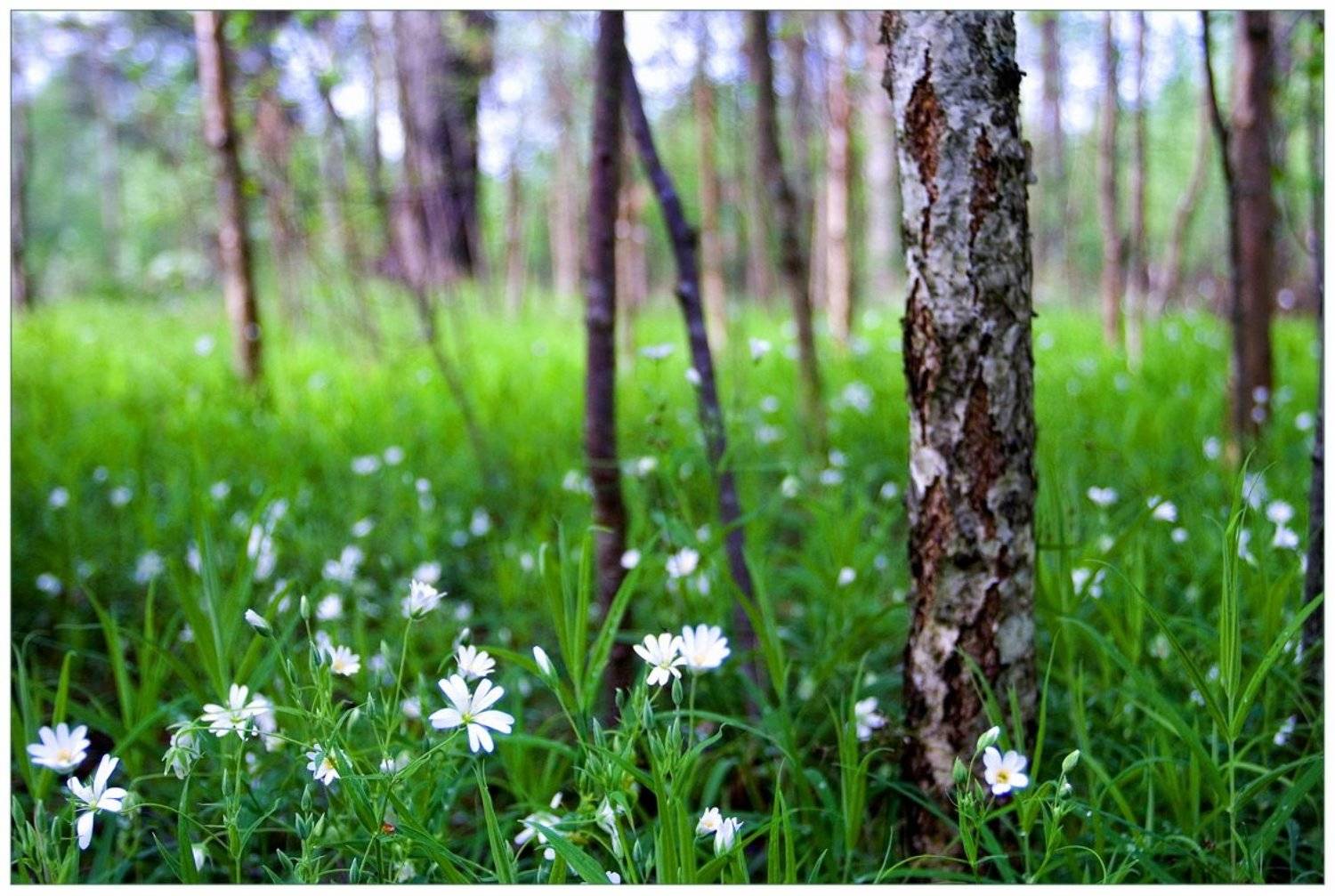 весна, зелень, береза, опушка, Екатерина Богданова