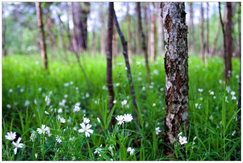 весна, зелень, береза, опушка На опушке фото превью