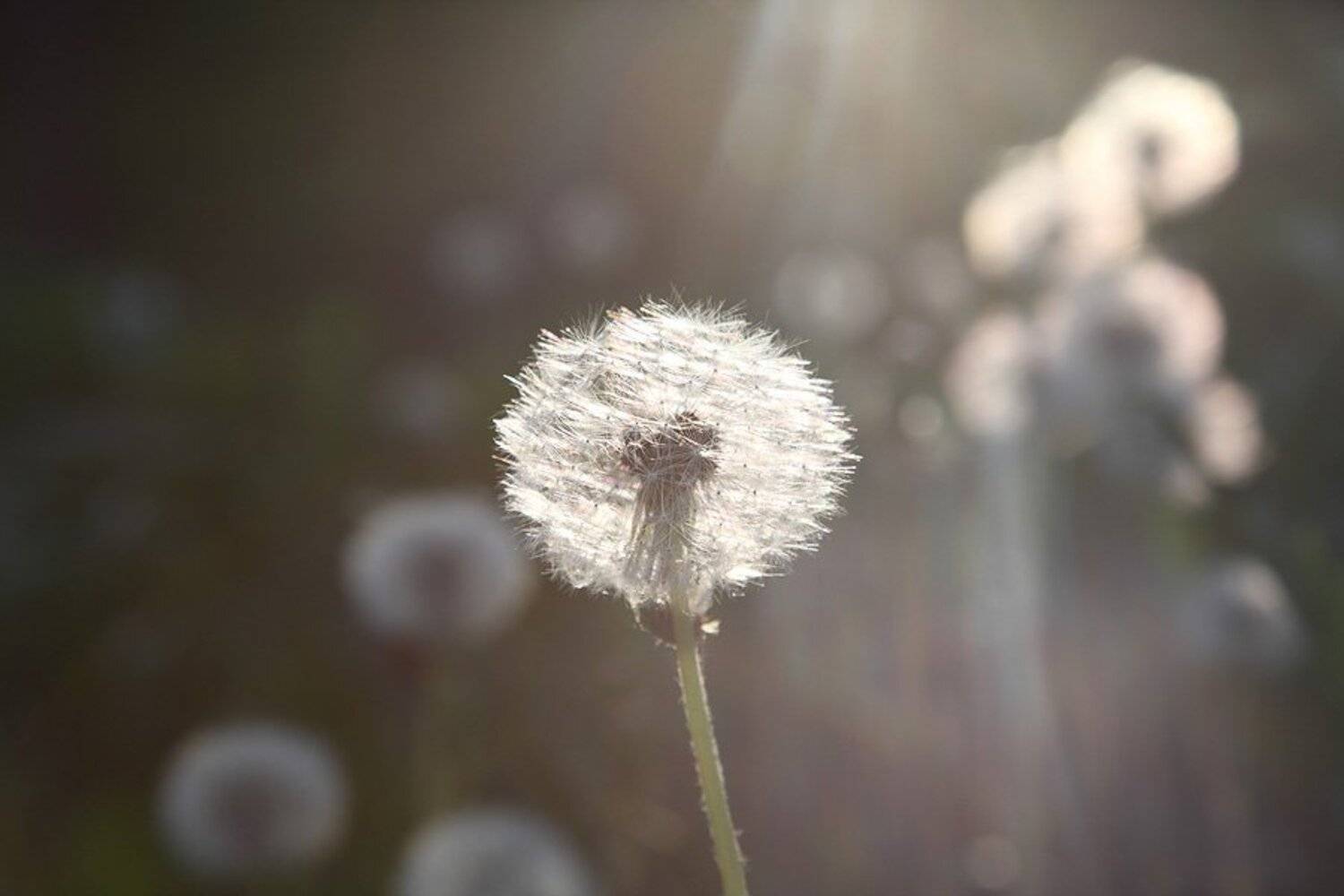 солист, одуванчик, свет, струящийся, солнце, Мирошкин Александр