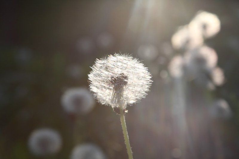 солист, одуванчик, свет, струящийся, солнце Солист фото превью