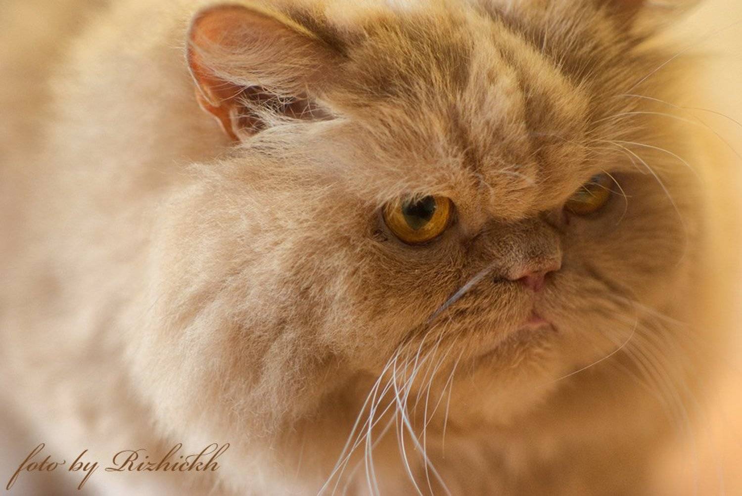 перс, персидский кот,, rizhickh