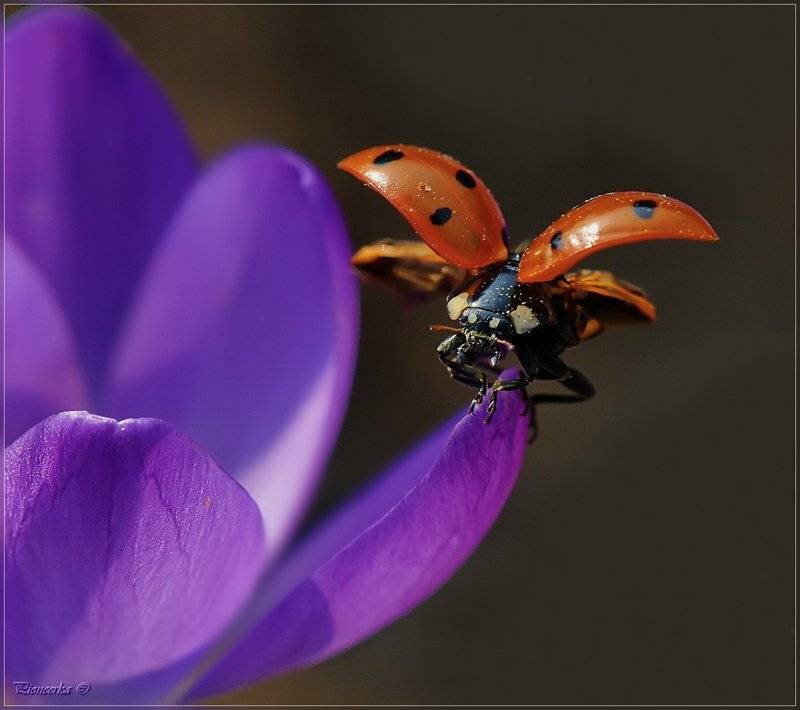 божья коровка,макро, Татьяна Аверина