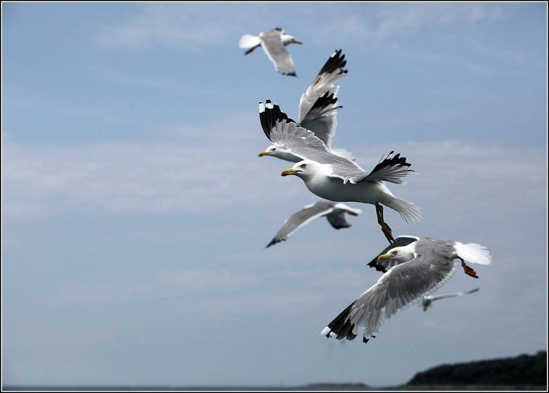 стая птиц, чайки, адриатическое море Птичьи истории фото превью