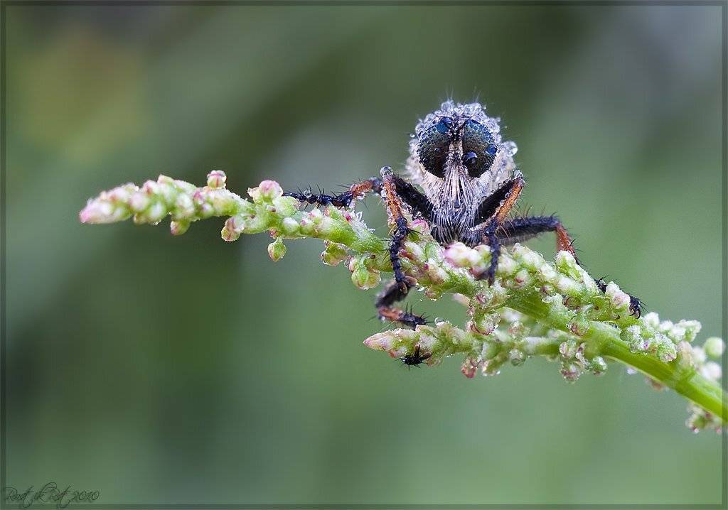 , Ростислав