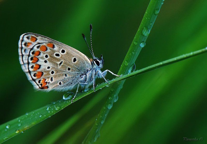 бабочка На перекрестке двух дорог... фото превью