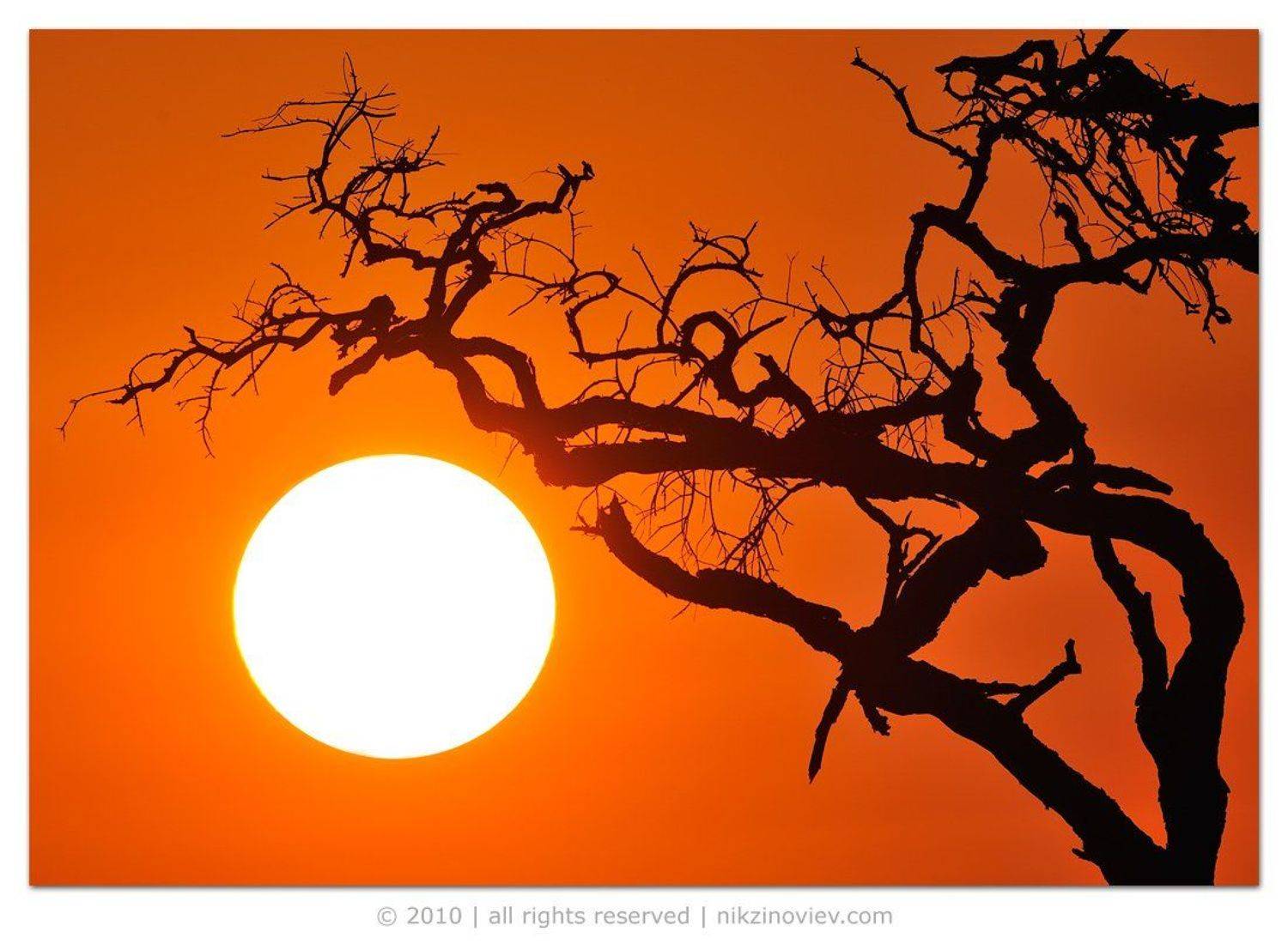 африка, рассвет, солнце, николай, зиновьев, Николай Зиновьев