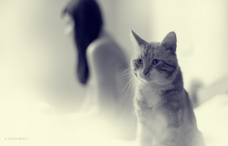 Противостояние фото превью