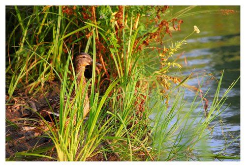 Московская фауна