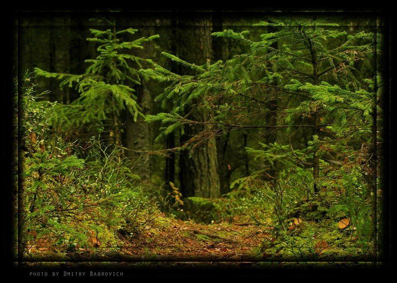 выборг под Выборгом фото превью